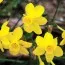 Нарцис Twinkling Yellow фото