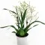 Орхідея Oncidium Twinkle Pearl фото