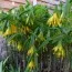 Увулярія Grandiflora фото
