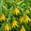 Увулярія Grandiflora фото