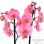 Фаленопсис Valentine Pink фото