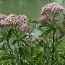 Валеріана Officinalis фото