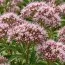 Валеріана Officinalis фото