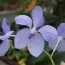 Ванда блакитна (Vanda coerulea) фото