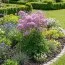 Рутвиця Purpureum фото