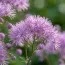Рутвиця Purpureum фото