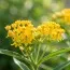 Ваточник Hello Yellow фото
