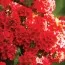 Вербена Estrella  Voodoo Red фото