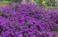 Вербена Homestead Purple фото