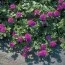 Вербена Homestead Purple фото