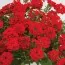 Вербена Estrella  Voodoo Red фото