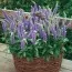 Вероніка Blue Bouquet фото