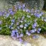 Вероніка Georgia Blue фото