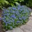 Вероніка Georgia Blue фото
