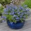 Вероніка Georgia Blue фото
