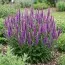 Вероніка Purpleicious фото