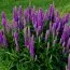 Вероніка Purpleicious фото