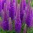 Вероніка Purpleicious фото