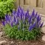 Вероніка Ulster Dwarf Blue фото