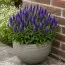 Вероніка Ulster Dwarf Blue фото