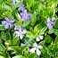 Барвінок Argenteovariegata фото