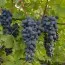 Виноград Торнадо (щеплений) фото