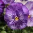 Фіалка Matrix Lavender Shades фото