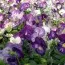Фіалка Matrix Lavender Shades фото