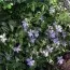 Віола Boughton Blue фото