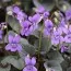 Віола Labradorica фото