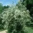 Чубушник Virginal фото