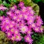 Анемона Violet Star (Вайолет Стар) фото