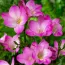 Фрезія Single Pink фото