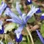 Ірис reticulata Clairette фото