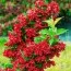 Вейгела Red Prince фото