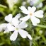 Флокс White Delight фото