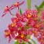 Орхідея Wilsonara Kolibri фото