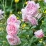 Троянда Wisley 2008 фото