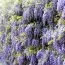 Вістерія (гліцинія) Sinensis фото