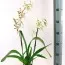 Орхідея Odontoglossum White Lip Red фото