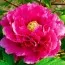 Півонія Black Dragon Holds a Splendid Flower Wu Long Peng Sheng деревовидна фото