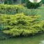 Ялівець Pfitzeriana Aurea фото