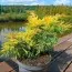 Ялівець Saybrook Gold фото