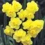 Нарцис Yellow Cheerfulness 10 шт/уп фото