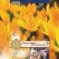 Крокус Yellow Mammouth (Брендові цибулини KAPITEYN®) фото