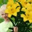 Лілія Yellow Planet 12/14 (Ароматна квітка) фото