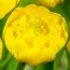 Тюльпан Yellow Pomponnet 10 шт/уп фото