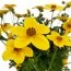 Біденс Yellow Sunshine фото