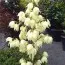 Юкка Gold Heart фото