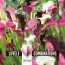 Кала Pink, White and Almost Black (Брендові цибулини KAPITEYN®) фото